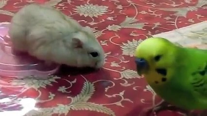 ハムスターvsセキセイインコvs白文鳥and桜文鳥