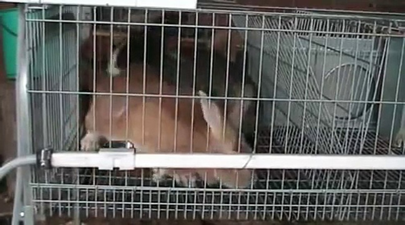 Apareamiento de conejos