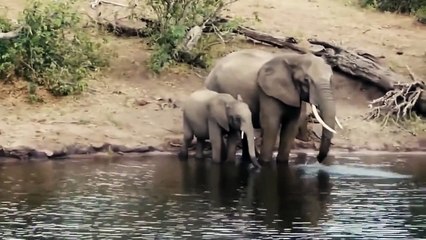 "..Crocodile Vs Elephant.."_..." - Adnan Ali Abbas