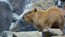 カピバラとアルパカ ごはんを前に独特の緊張感が (Capybara vs Alpaca over food)
