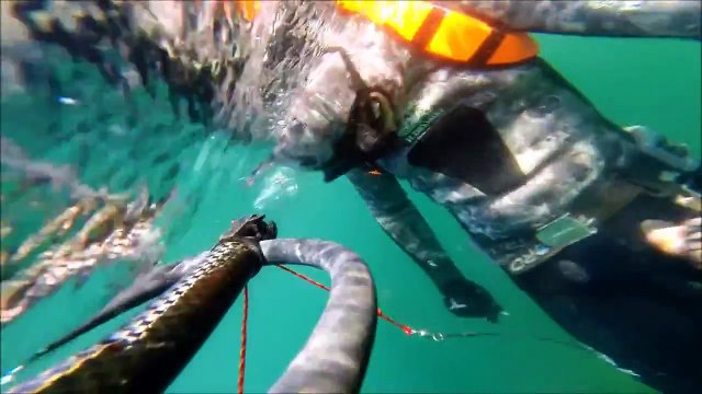 Pêche du rouget en Bretagne Sud en chasse sous marine