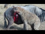 Hayena Attacks Baby Buffalo and His Mother | Brutal Attack
