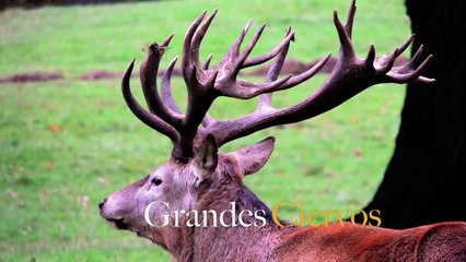 Caza bisonte y carnero soay - Bison and soay sheep hunt