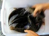 筍殼魚出售_一品元水產0929-558-085_生態養殖 (3).AVI