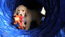 The Most Adorable Puppies Ever - Future LCC K-9 Comfort Dogs