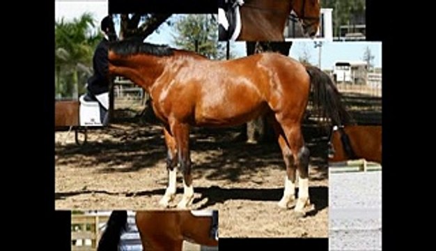Hanoverian Horses Breed!