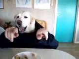 DogBoy Eating his meal with his hands