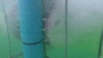 Best Shark Attack Video - gigantic Great White Shark in South Africa while Cage Diving