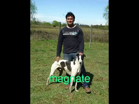 caza de liebres con galgos parral-chile 5