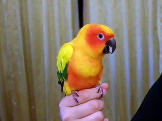我家金金（金太陽鸚鵡）愛說話 Sun Conure Talking/Speaking Chinese