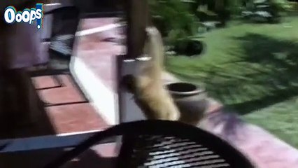 Killer Epic Funny Fail Compilation    Best Funny Videos    Funny Fails December 2014-copypasteads.com