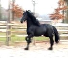 SOLD! Beautiful Friesian STAR stallion (Andries x Olof) moving!
