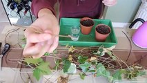 Propagating Ivy - Stem Cuttings