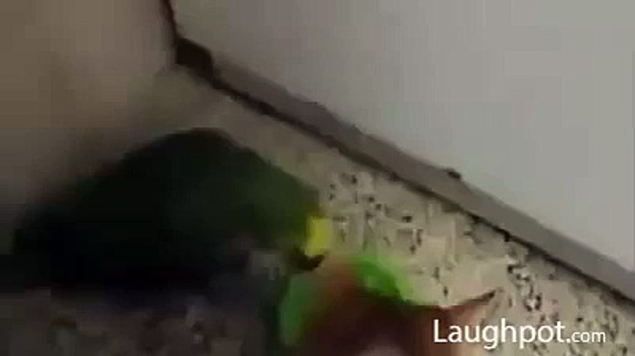 Cat reaction on her lunch