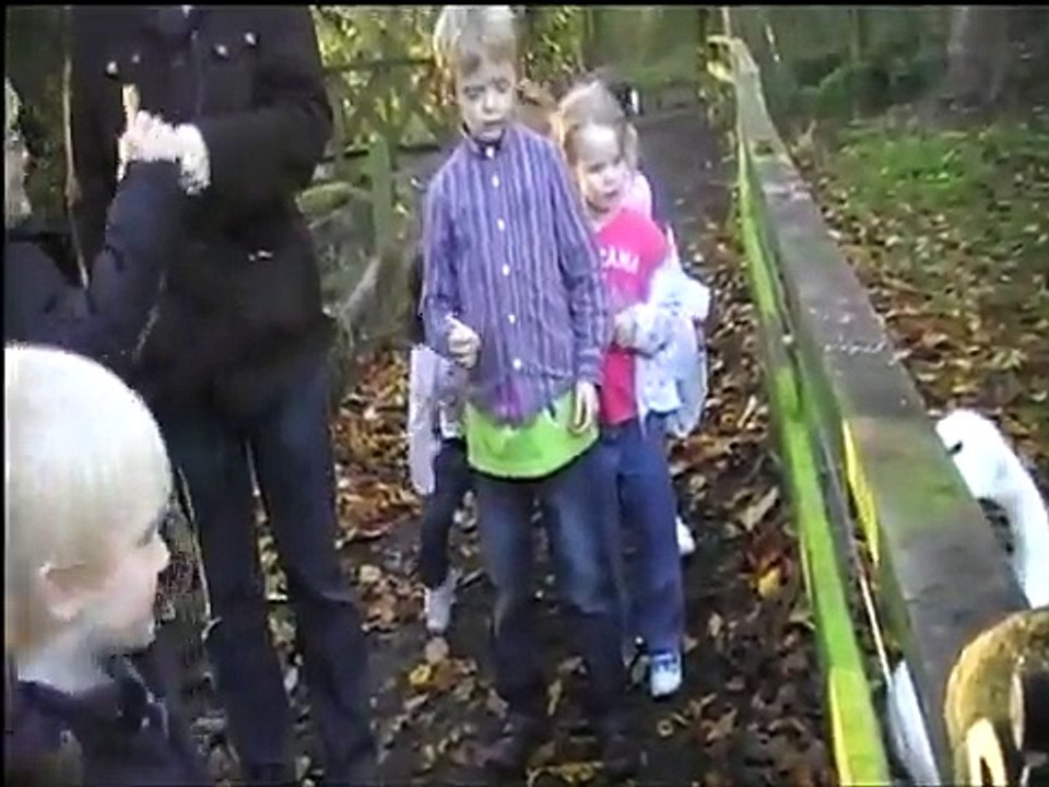 Swans attack