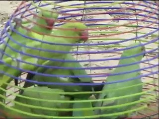 Freeing Pakistani Red Neck Parrots