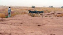 Wild donkeys in Morocco