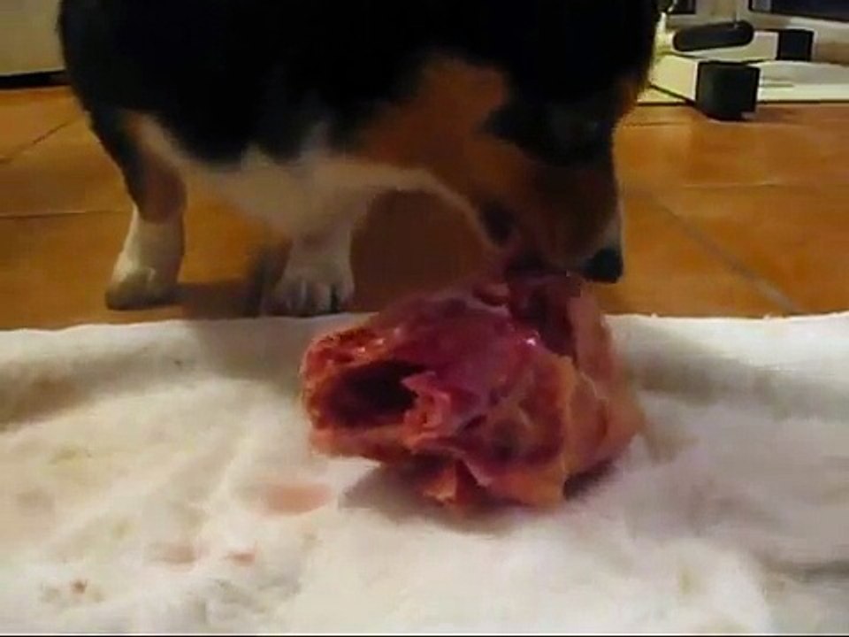 Winnie eats a Cornish game hen