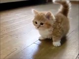 おもしろ可愛い動物 猫編 ハプニング・癒し動画 Funny Animal Cute Cat