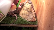 How To Hydrate Your Bearded Dragons