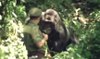 Gorilla Attacks Man | That Man is Crazy
