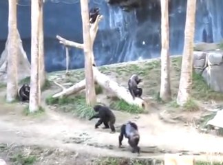 Crazy Chimps Fighting at the LA  Zoo (with big stick)