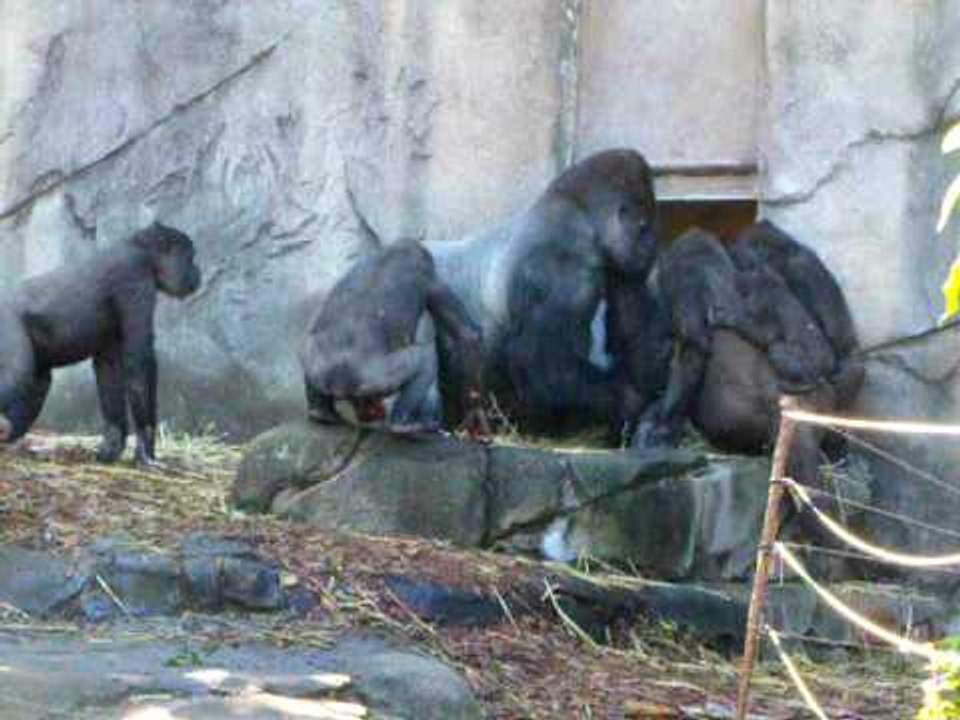 Gorilla's Fight with Chimps | Fight in Zoo