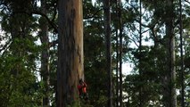Climbing the giant karri trees of Western Australia