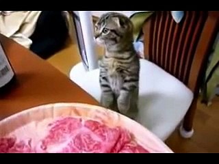 A cute kitten asking for food