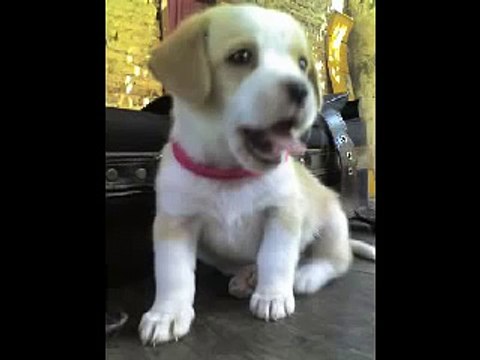 MI PERRA ES BELIEBER .. CORRE EN CÍRCULOS