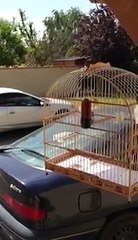 Chant picolette  sur Toulouse