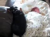 ¡¡¡NO ME LO DESPIERTEN AL BEBE!!! Perrito Mini Pincher defiende a un bebe humano de su propia Madre!