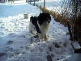 Papillons and Phalenes playing in snow