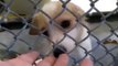 RESCUED or ADOPTED!Downey A4778705 CARLENE Dumped after giving birth :(