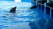 Delfines saltando en el Acuario de Veracruz