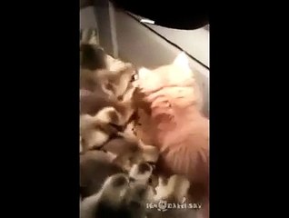 Little Kitty Enters into the Wrong Place