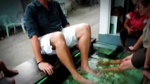 Freaky Fish Pedicure - Ao Nang, Krabi,Thailand