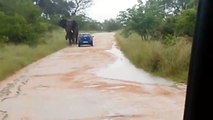Angry Elephant Charges and Overturns a Car in the Kruger National Park!!