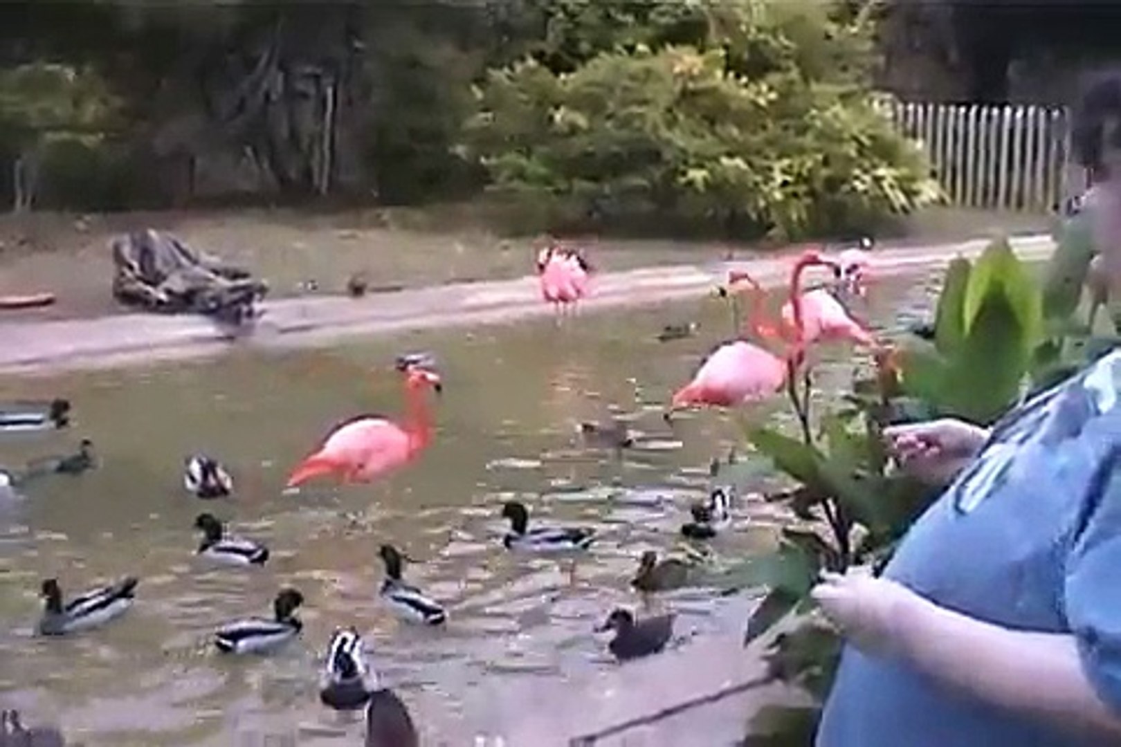 Abilene Zoo - Ducks and Flamingos