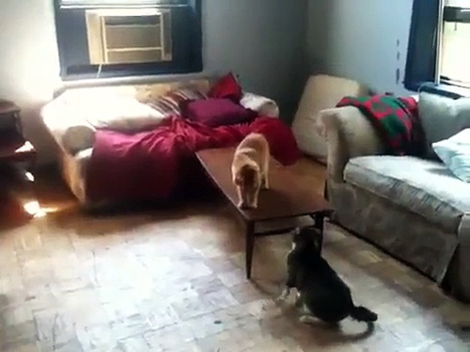 Cats playing tag