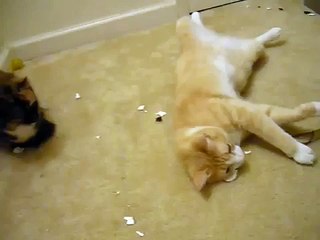 Ba Da Beam Bada Beam Cat Kitten Play Toy - Worst Ever