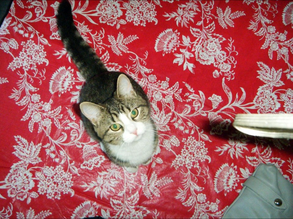 my cat last moments ,  Zara 2009-2011, died in the pool