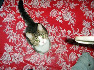 my cat last moments ,  Zara 2009-2011, died in the pool