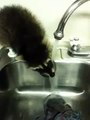 Sneaker drinks out of the sink