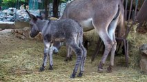 2011. 09. 15. magarci - ZR - Beo Zoo Vrt