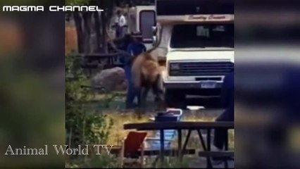 animal attack people  , animal attack hotman , animal attack girl