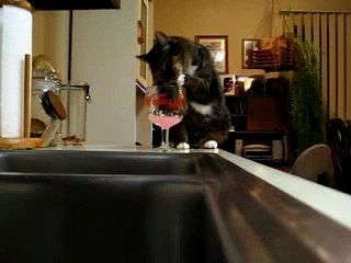 cat drinking lemonade