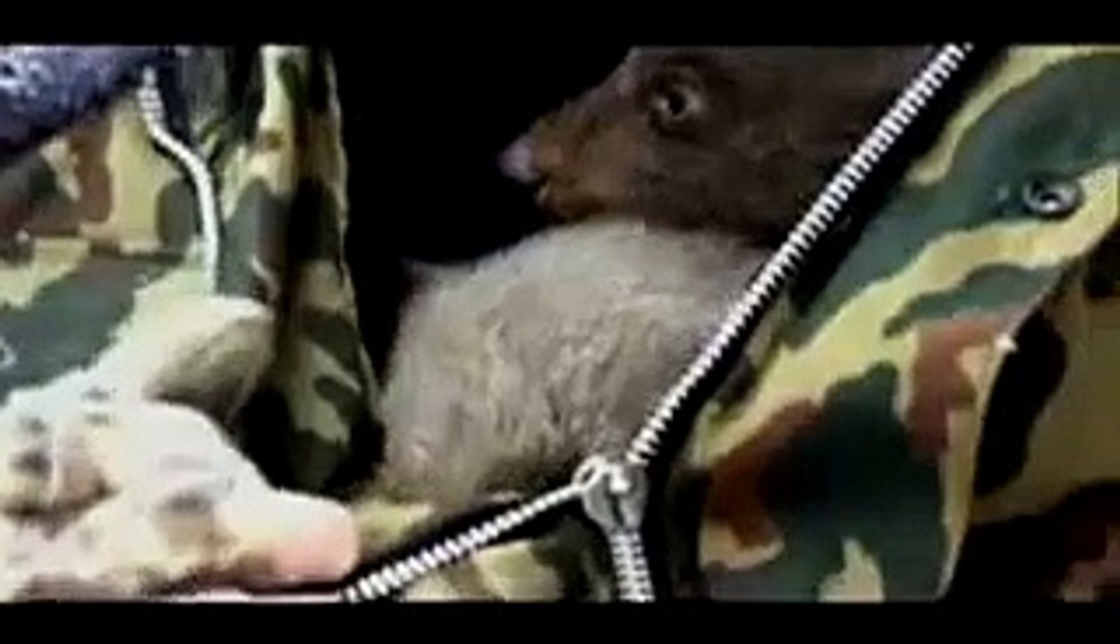IFAW