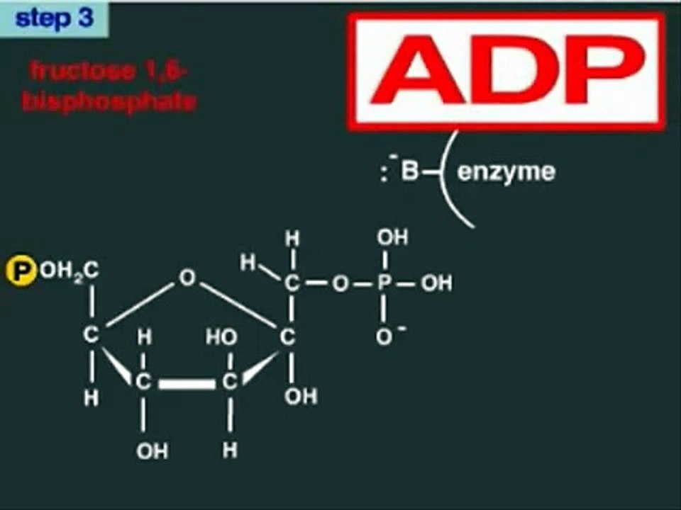 Glycolysis