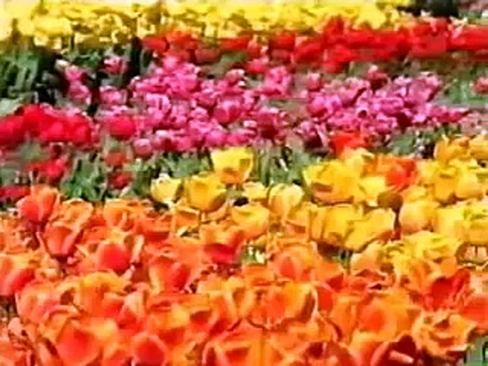 Jonathan Meades :: Double Dutch (1/3)